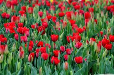 hoa-tulip-no-thang-may.jpg