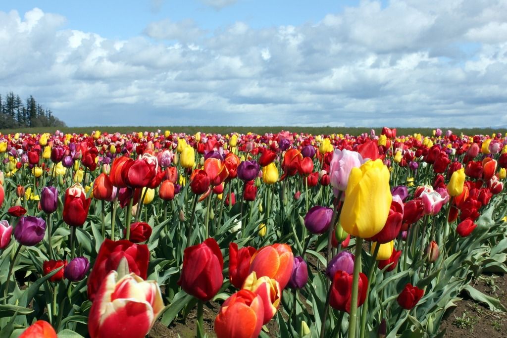tulip_zpszg75iuic.jpg