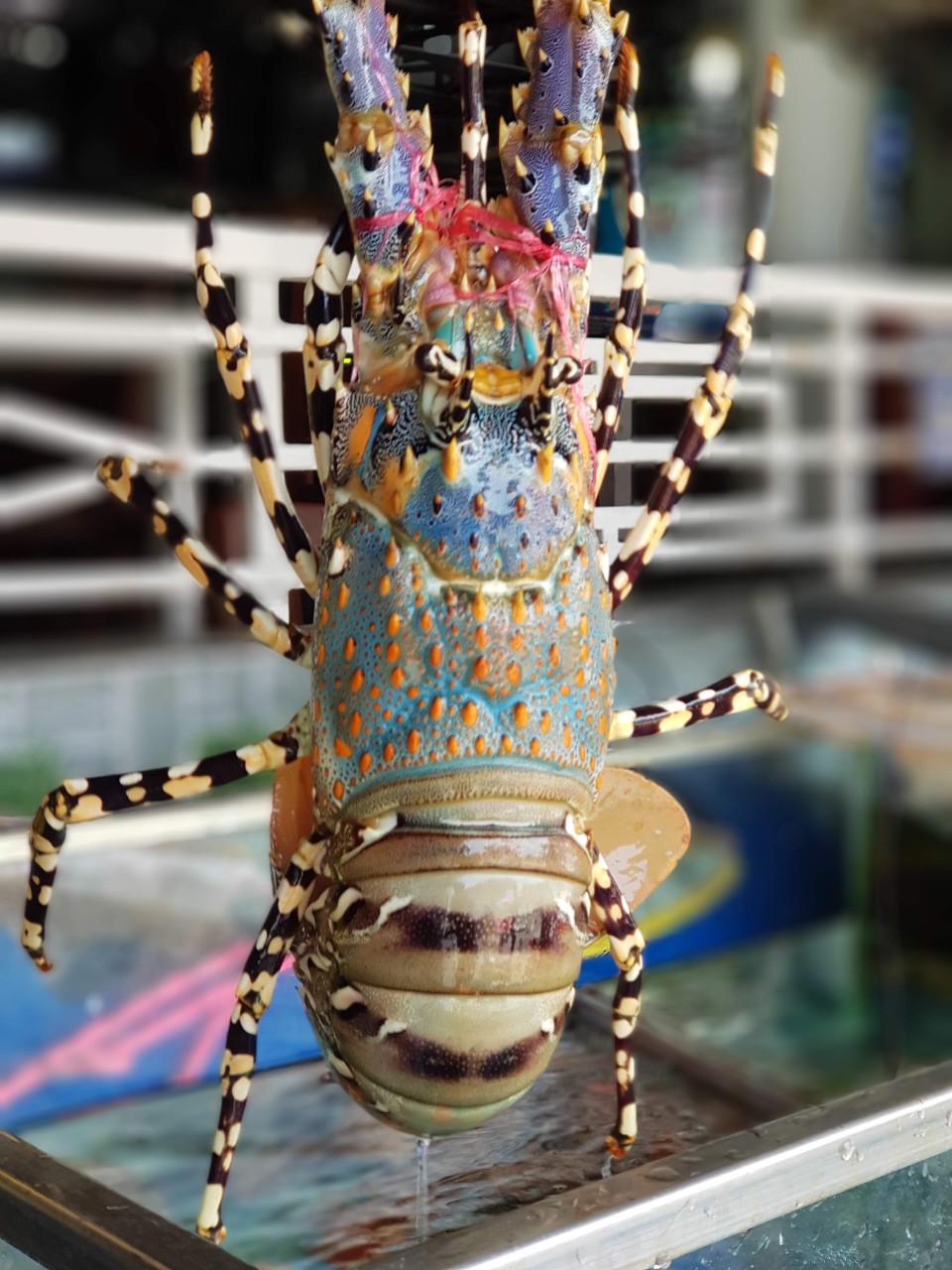 HẢI SẢN GIANG GHẸ