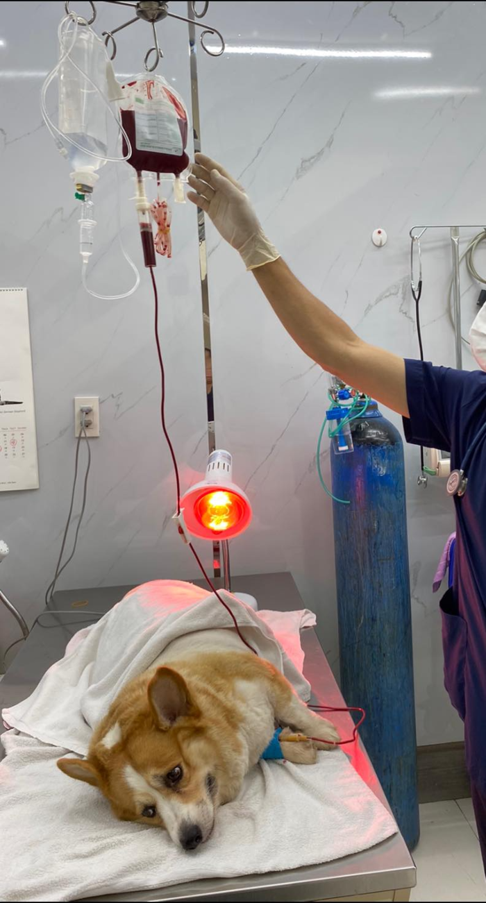  PHÒNG KHÁM THÚ Y VĨNH LỘC VET
