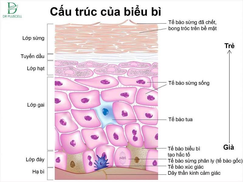 cau-truc-bieu-bi-da.jpg