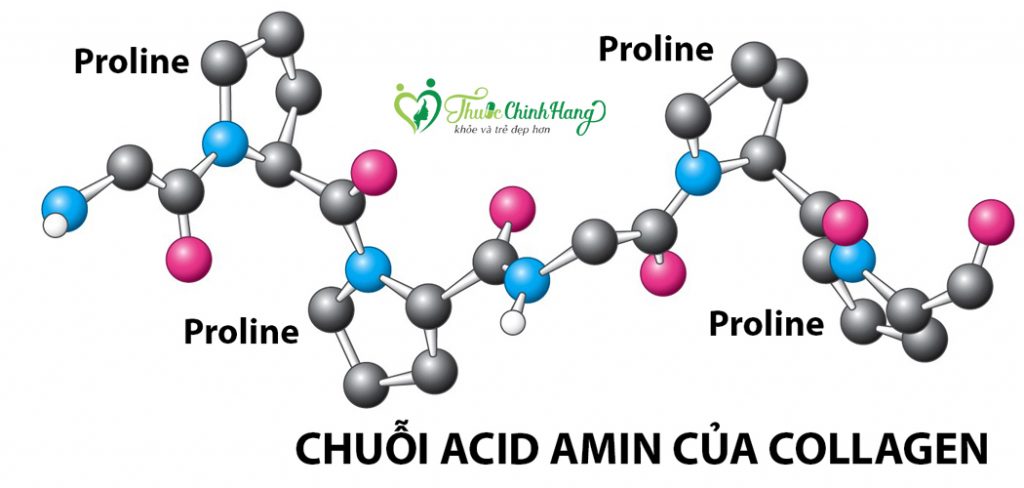 25-tuoi-nen-uong-collagen-loai-gi-1024x488.jpg
