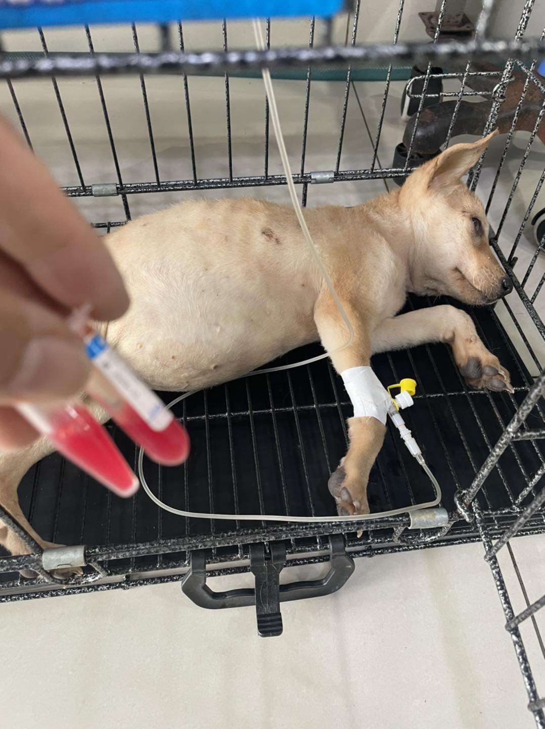  PHÒNG KHÁM THÚ Y VĨNH LỘC VET