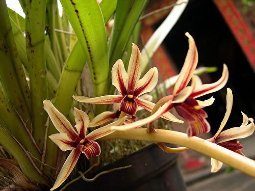 1-11-Cymbidium-alofolium.jpg