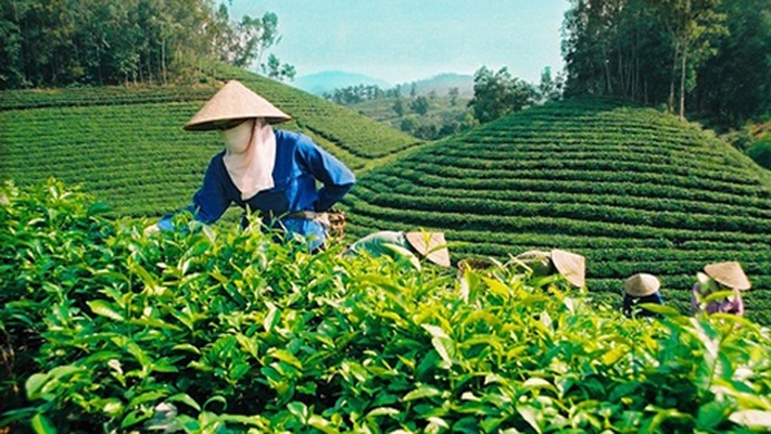 Thuc%20trang%20che%20Vn.jpg
