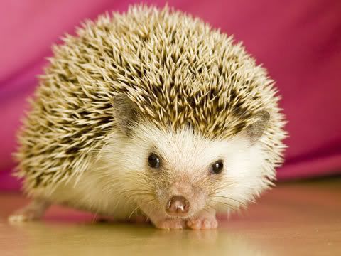 hedgehog.jpg