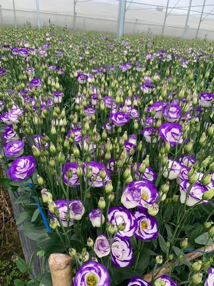 Kinh nghiệm trồng hoa cát tường