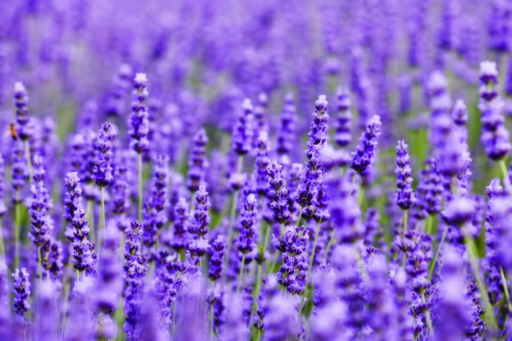 da-lat-co-bao-nhieu-loai-hoa-lavender.png