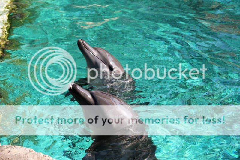 den-resorts-world-sentosa-dung-quen-trai-nghiem-tai-dao-ca-heo-day-thu-vi-3_zpslphppfv7.jpg