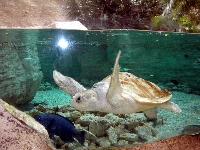 2004-11-12%20Dallas%20World%20Aquarium%20017b-Web.jpg