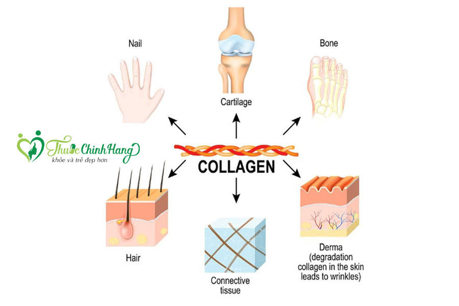 collagen la gi