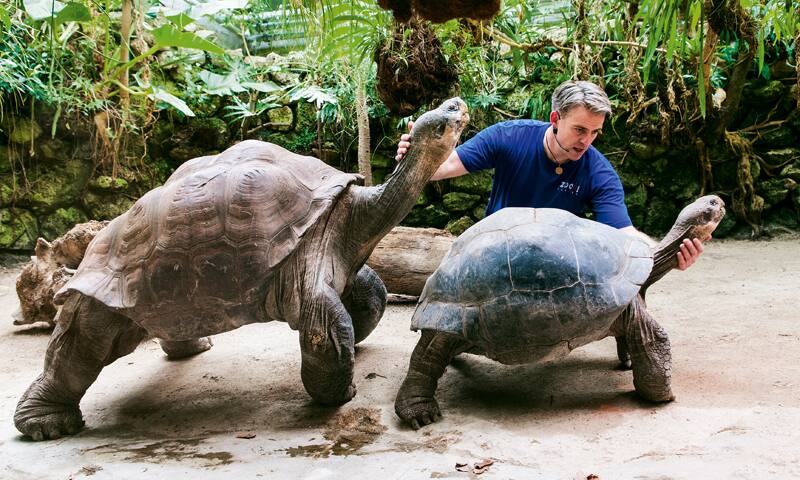 Galapagos-Riesenschildkroeten.jpg