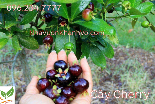 cay-cherry-khanh-vo-6.jpg