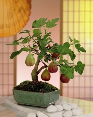 sung-my-bonsai.jpg