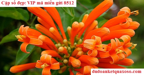 hoa-phao-truong.jpg